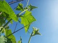 Selective Focus of Cucumber and Leaves During the Hot Summer Day with Blue Sky Background Royalty Free Stock Photo