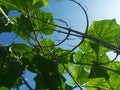 Selective Focus of Cucumber Leaves During the Hot Summer Day with Blue Sky Background Royalty Free Stock Photo