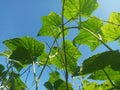 Selective Focus of Cucumber Leaves During the Hot Summer Day with Blue Sky Background Royalty Free Stock Photo