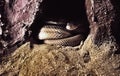 Selective focus on curled snake in the simulation cave Royalty Free Stock Photo