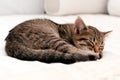 Ute brown tabby kitty napping on white blanket on bed