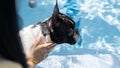 Selective focus of cute little French bulldog looking forward and ready to training in the swimming pool Royalty Free Stock Photo