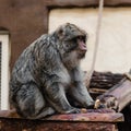 selective focus of cute monkey holding Royalty Free Stock Photo