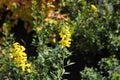 Selective focus on a cyni broom bush with blossoms Royalty Free Stock Photo