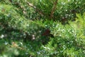 selective focus of cypress green branches Royalty Free Stock Photo