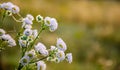 Selective focus daisies with water drops against blurred background of grass. Plants after rain. Dew drops on chamomiles flower. Royalty Free Stock Photo