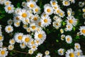 Selective focus daisy flowers - wild chamomile. Green grass and chamomiles in the nature Royalty Free Stock Photo