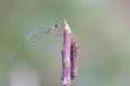 Selective focus of a damselfly holding onto a piece of a broken thin branch Royalty Free Stock Photo