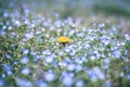 Dandelion flower in the middle of a blue flowerbed