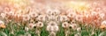 Selective focus dandelion seeds, beautiful flowering meadow