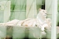 selective focus of dangerous lions lying in cage.