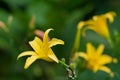 Day lily, yellow flower with blurred green background