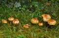 Selective focus of the deadly Galerina marginata mushrooms Royalty Free Stock Photo