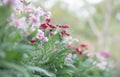 Selective focus decorate flower in the garden