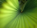 Selective focus, defocus, close up blurred green palm leaf pattern wallpaper, nature tropical plant, abstract background Royalty Free Stock Photo