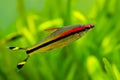 Denison barb (Sahyadria denisonii) on a fish tank with blurred background Royalty Free Stock Photo
