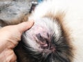 In selective focus of the Dermatitis in dog ear,show the disease ,blad patchy  area of the skin in dog ear,alopecia Royalty Free Stock Photo