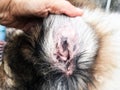 In selective focus of the Dermatitis in dog ear,show the disease ,blad patchy  area of the skin in dog ear,alopecia Royalty Free Stock Photo