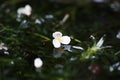 Selective focus detailed closeup of ottelia aquatic plant