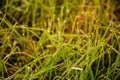 Selective focus dew on green grass in the early morning. Nature Background. Selective focus on dew water drops with copy space. Royalty Free Stock Photo