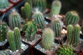 Selective focus on a different kinds of small cactus in pots.