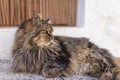 selective focus of domestic adorable black grey Maine Coon kitten, young cat in sunshine day