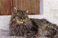 Selective focus of domestic adorable black grey Maine Coon kitten, young sleepy cat in sunshine day.