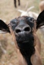 Selective focus of a domesticated black goat starring at the camera