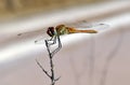 Selective focus of a dragonfly on a tree branch under the sunlight with a blurry background Royalty Free Stock Photo