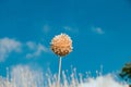 Selective focus of a dried allium flower isolated on a blue sky background Royalty Free Stock Photo