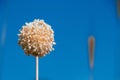 Selective focus of a dried allium flower isolated on a blue sky background Royalty Free Stock Photo