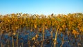 Selective focus of dried lotus leaves