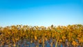 Selective focus of dried lotus leaves Royalty Free Stock Photo