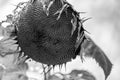 Selective focus on drooping sunflower head after petals have wilted