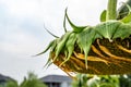 Selective focus on drooping sunflower head after petals have wilted Royalty Free Stock Photo
