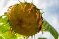 Selective focus on drooping sunflower head after petals have wilted