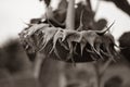 Selective focus on drooping sunflower head after petals have wilted