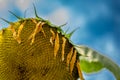 Selective focus on drooping sunflower head after petals have wilted