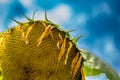 Selective focus on drooping sunflower head after petals have wilted