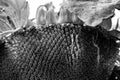 Selective focus on drooping sunflower head after petals have wilted