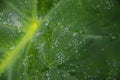 Selective focus on droplet of rain in colocasia esculenta alocasia or taro leaf.