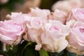 Selective focus on drops of dew on rose petals. Beautiful flowers background for wedding scene. All delicate gently purple roses Royalty Free Stock Photo