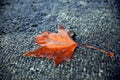 Selective focus on a dry autumn leaf partially moistened by rain, on a textured stone surface Royalty Free Stock Photo