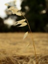 Selective focus of dry Avena barbata in a field under the sunlight with a blurry background Royalty Free Stock Photo