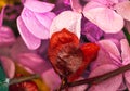 Selective focus of dry flowers, macro photography of dried flower petals, red and pink