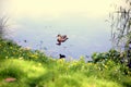 Duck and its duckling swimming in the lake Royalty Free Stock Photo