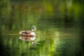 Selective focus of a Duclair duck swimming in a lake Royalty Free Stock Photo