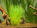 Selective focus of a dwarf spikerush (Eleocharis parvula) isolated on a fish tank with blurred background Royalty Free Stock Photo