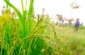 Selective focus on ear of rice on blur farmer and grass field. Green paddy field. Rice plantation. Organic rice farm in Asia. Rice