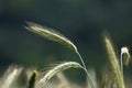 Selective focus of ears of young green wheat on the field